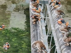 -北海公园