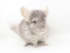 -龙猫仔乐园(惠福东路店)