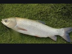 -焯明脆肉鲩世家(金沙洲店)