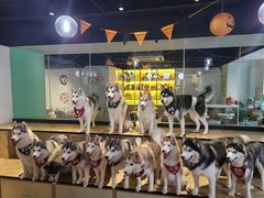 -Husky Go! 哈士奇体验馆·宠物咖啡厅狗咖