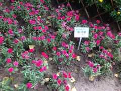 iphone_upload_pic-紫竹院公园冰场