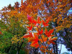 -北京京辉高尔夫俱乐部有限公司