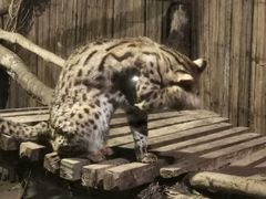 -清迈夜间动物园