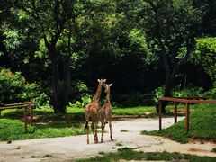 -深圳野生动物园