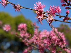 -南汇桃花村