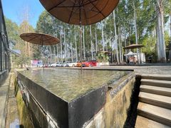 -桉树林A coffee 森林餐厅(三圣乡店)