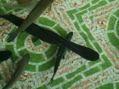 -农家小院土菜馆(斩坑桥店)