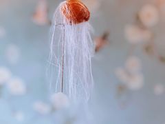 -食神鱼头佛跳墙(百子湾旗舰店)