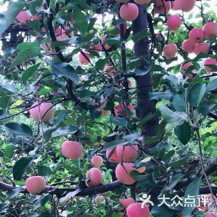 兴寿镇春林苹果采摘园