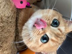 -东方名猫馆·英短金渐层布偶猫舍(环线广场1号楼店)