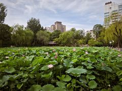 -莲湖公园