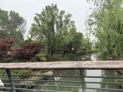 -九科绿洲