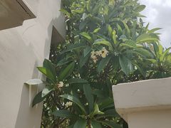 -三亚亚龙湾雅高铂尔曼别墅度假酒店