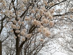 -东升八家郊野公园