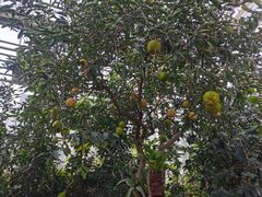 -国家植物园南园