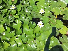 -武清南湖绿博园