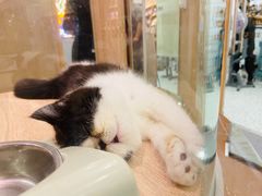 -BABIT巴比特宠物(MOMOPARK店)