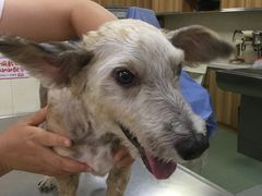 -康乐宝动物医院