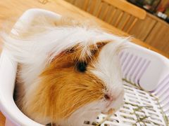 -藦茜花园宠物主题亲子互动体验馆(国顺东路店)