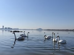 -烟墩角天鹅湖