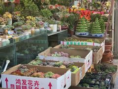 -曲阳花鸟市场(曲阳路店)