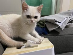 -东方名猫馆·英短金渐层布偶猫舍(环线广场1号楼店)