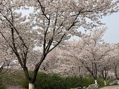 -羊山湖公园
