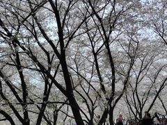 -苏州上方山国家森林公园