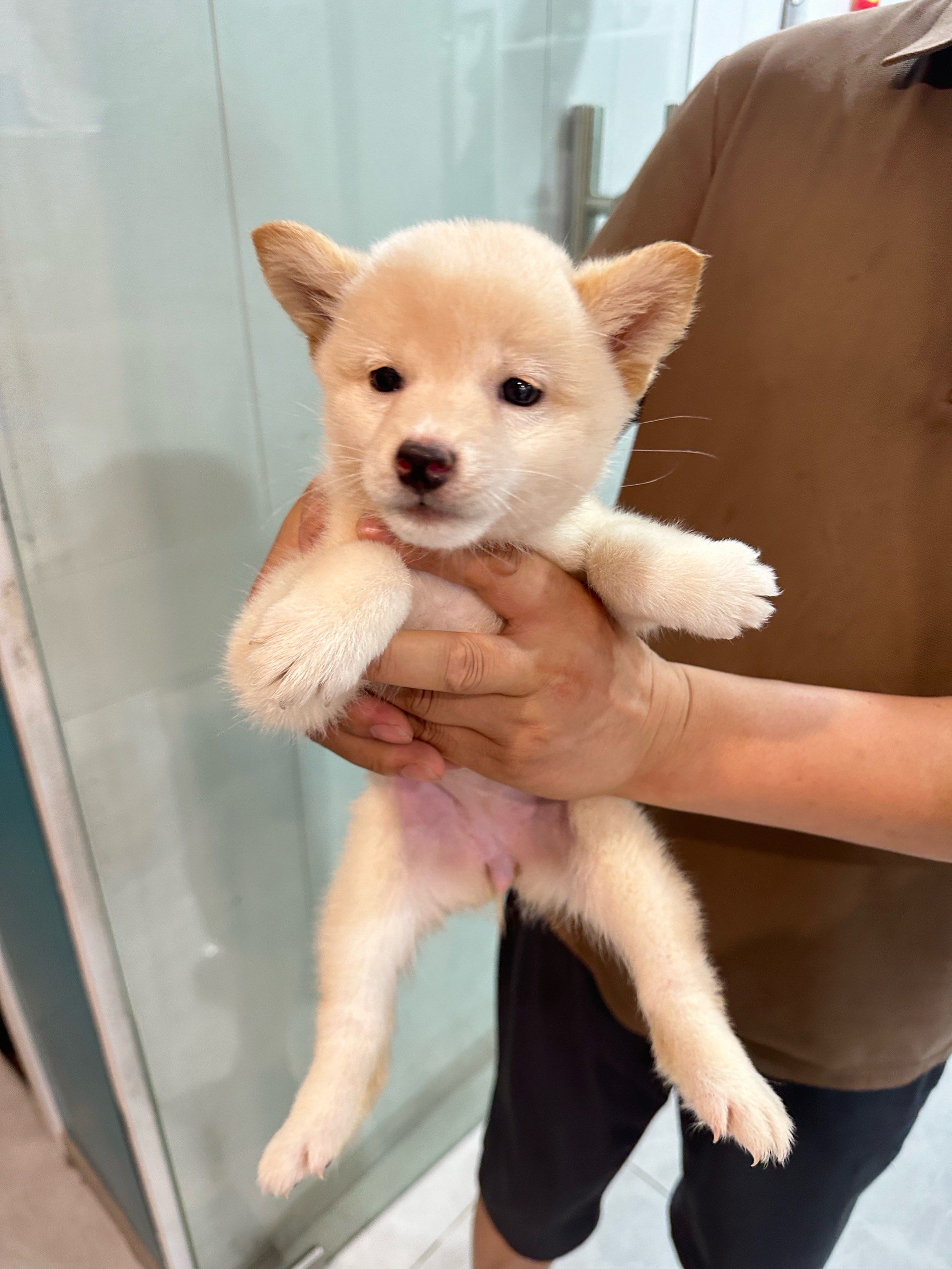 宠物医院寄卖的可爱小狗