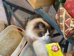 -喵屿·大理花园猫咖