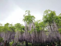 -嘉定紫藤园
