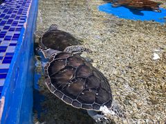 -顺德南宏海立方海洋公园