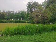 -桂湖森林公园
