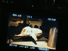 -萌喵宠狗爱心宠咖