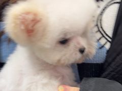 -FAELING PETS美天灵宠物(合生汇店)