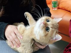 -lincat·猫舍(广州店)