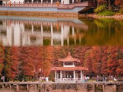 -深圳仙湖植物园