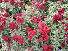 -松山湖梦幻百花洲