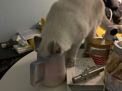 -猫大福·Fortune Cat猫舍(百子湾店)