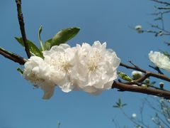 -南国桃园旅游度假区