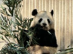 -卧龙中华大熊猫苑神树坪基地