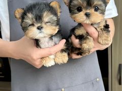 -萌宠之家·腊肠犬·马尔泰·小体犬舍