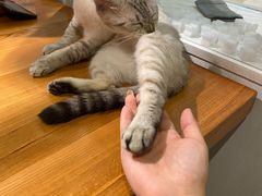 -猫小院猫主题餐厅(三里屯店)