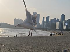 -海云台海滩