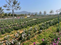 -天适樱花悠乐园
