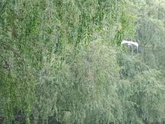 -大湾区中央湿地公园