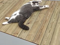 -东莞宠友24H宠物中心医院·转诊夜诊·异宠(新河北路院)