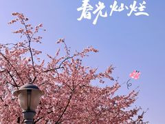 -顾村公园