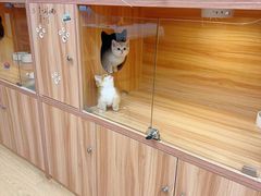 -猫十亿·布偶金渐层·曼基康矮脚猫舍(青年路店)