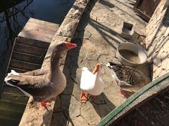 -南宫五洲植物乐园